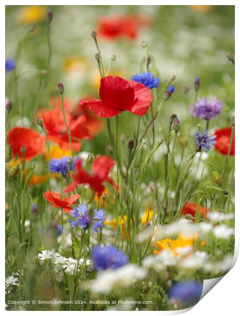 Summer Wild flower meadow with Poppies  Corn flowers and meadow flowers Print by Simon Johnson