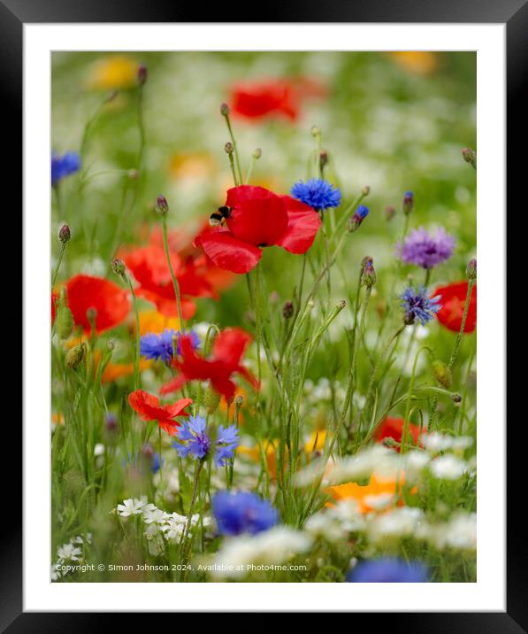 Summer Wild flower meadow with Poppies  Corn flowers and meadow flowers Framed Mounted Print by Simon Johnson
