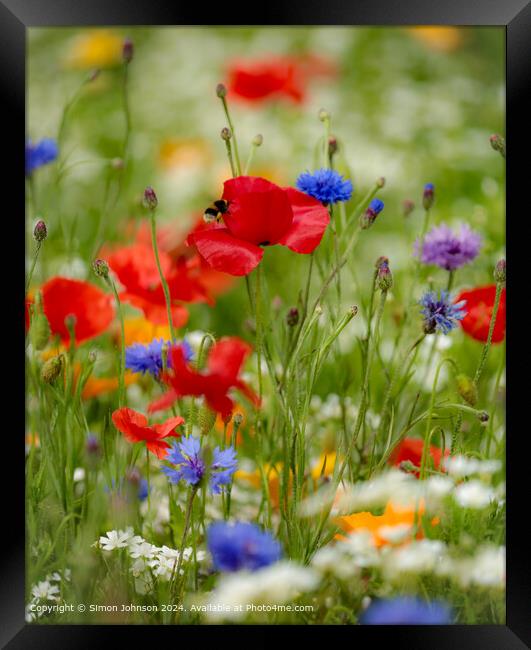 Summer Wild flower meadow with Poppies  Corn flowers and meadow flowers Framed Print by Simon Johnson