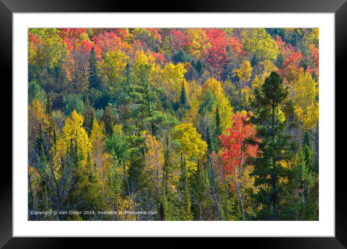 Vibrant autumn colors fill the frame Framed Mounted Print by Ken Oliver