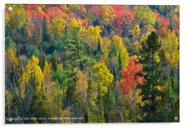 Vibrant autumn colors fill the frame Acrylic by Ken Oliver