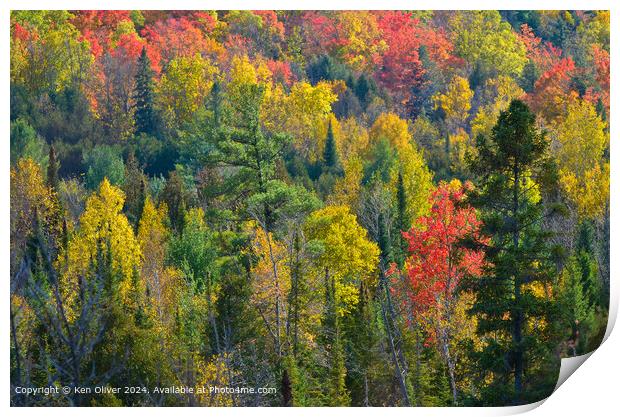 Vibrant autumn colors fill the frame Print by Ken Oliver