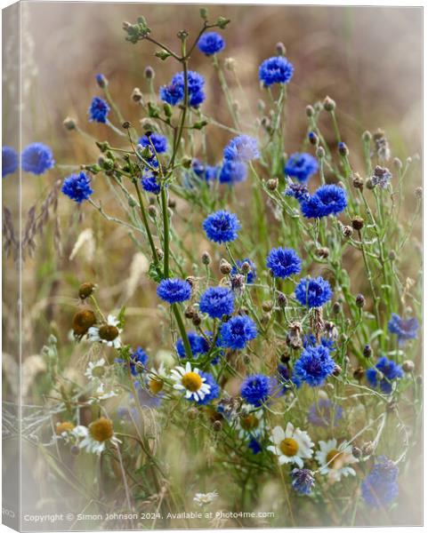  Summer wind blown Corn flowers with a soft focus  Canvas Print by Simon Johnson