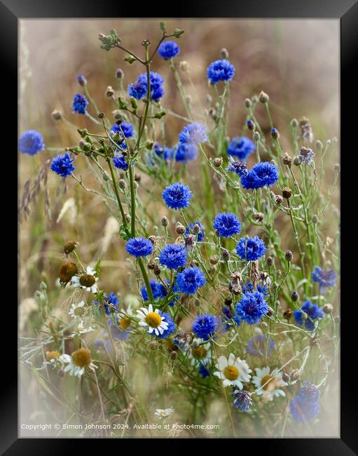 Summer wind blown Corn flowers with a soft focus  Framed Print by Simon Johnson