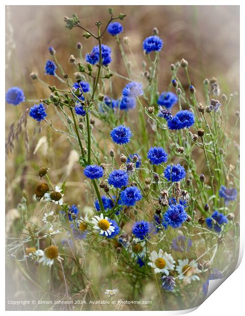  Summer wind blown Corn flowers with a soft focus  Print by Simon Johnson