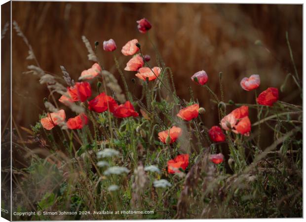  Summer wind blown Poppies in corn with a soft focus  Canvas Print by Simon Johnson