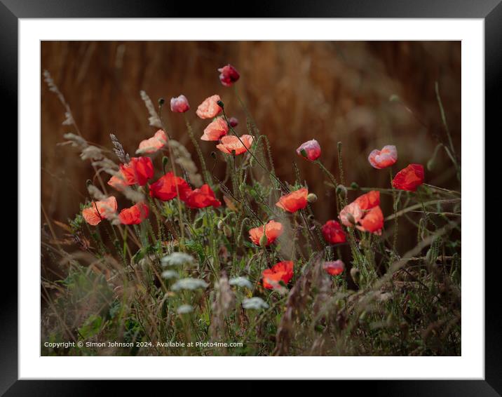  Summer wind blown Poppies in corn with a soft focus  Framed Mounted Print by Simon Johnson