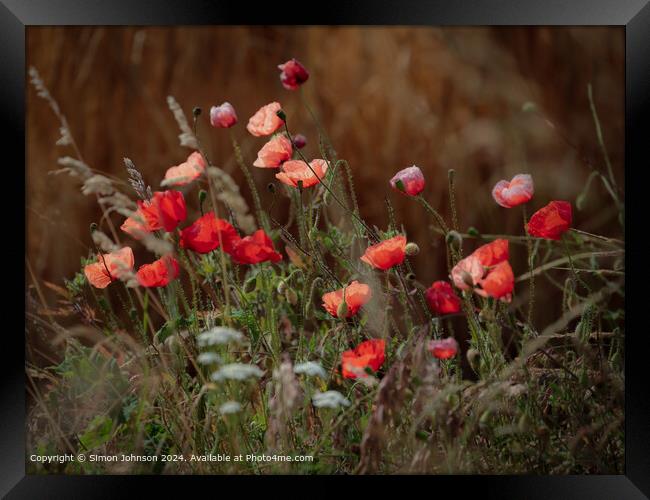  Summer wind blown Poppies in corn with a soft focus  Framed Print by Simon Johnson