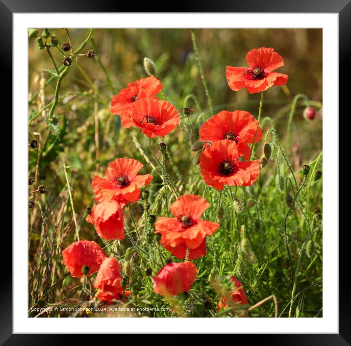 Summer wind blown Poppies in corn with a soft focus  Framed Mounted Print by Simon Johnson