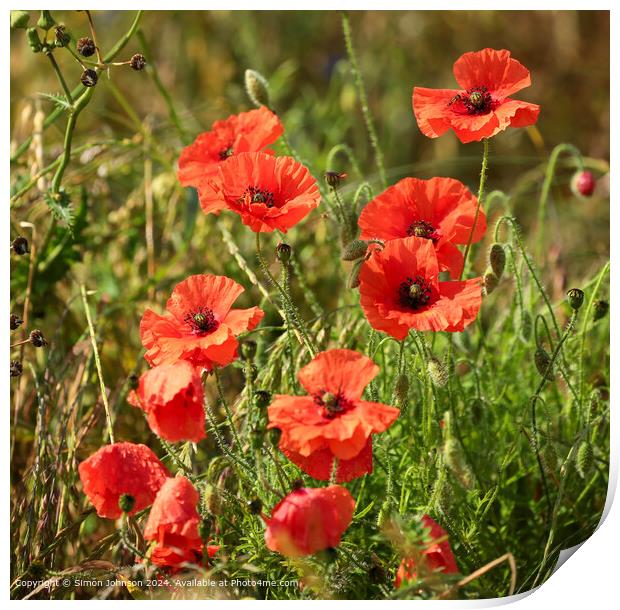  Summer wind blown Poppies in corn with a soft focus  Print by Simon Johnson