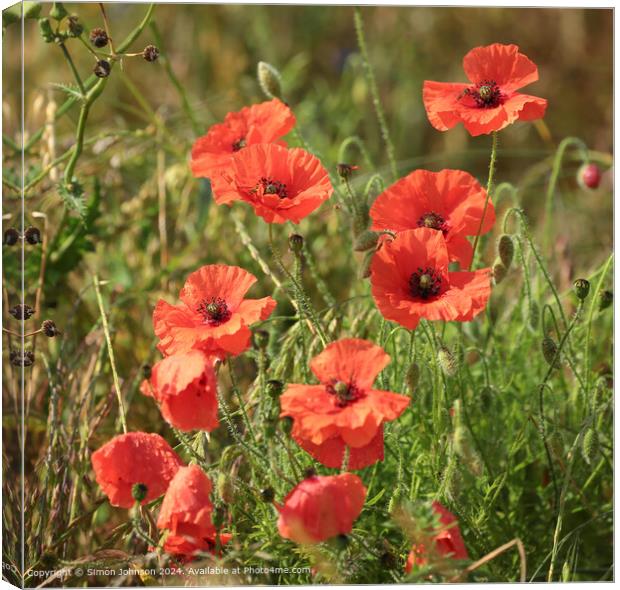  Summer wind blown Poppies in corn with a soft focus  Canvas Print by Simon Johnson