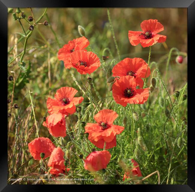  Summer wind blown Poppies in corn with a soft focus  Framed Print by Simon Johnson