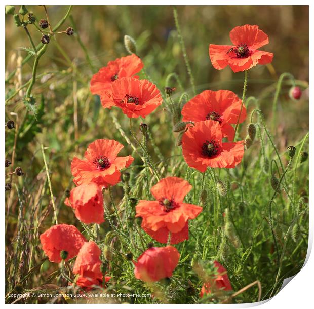  Summer wind blown Poppies in corn with a soft focus  Print by Simon Johnson