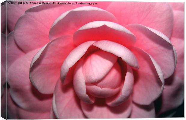 Pink Rhodendrum Canvas Print by Michael Waters Photography
