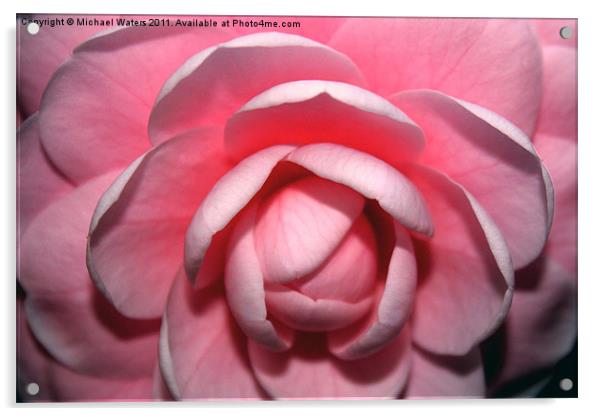 Pink Rhodendrum Acrylic by Michael Waters Photography