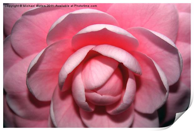 Pink Rhodendrum Print by Michael Waters Photography