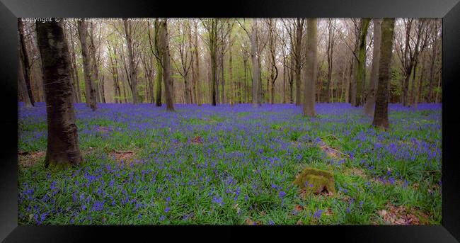 Early morning at the bluebell wood at Micheldever  Framed Print by Derek Daniel
