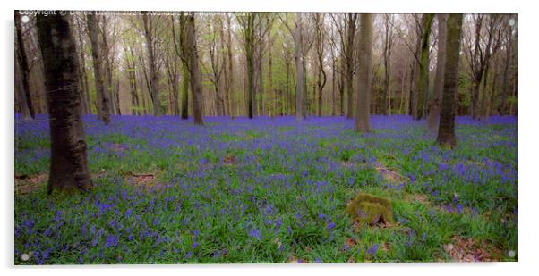 Early morning at the bluebell wood at Micheldever  Acrylic by Derek Daniel