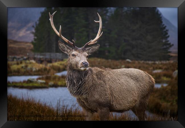 A stag in Glencoe Scotland Framed Print by Andrew Briggs