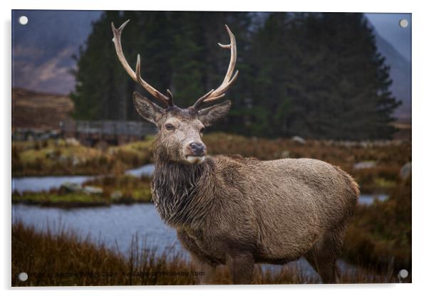 A stag in Glencoe Scotland Acrylic by Andrew Briggs