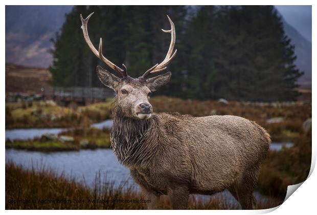 A stag in Glencoe Scotland Print by Andrew Briggs