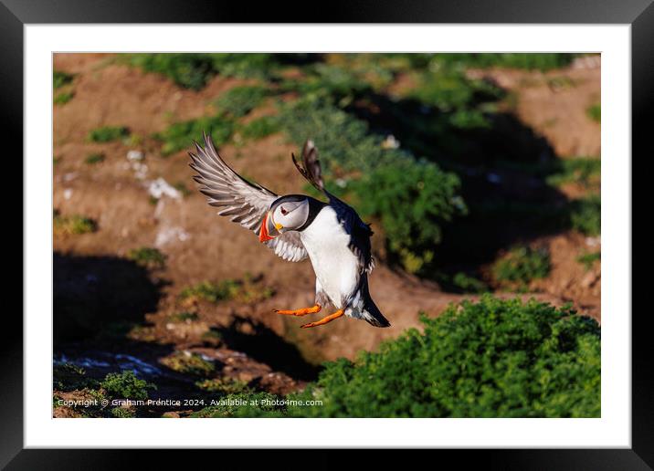 Puffin in flight landing Framed Mounted Print by Graham Prentice