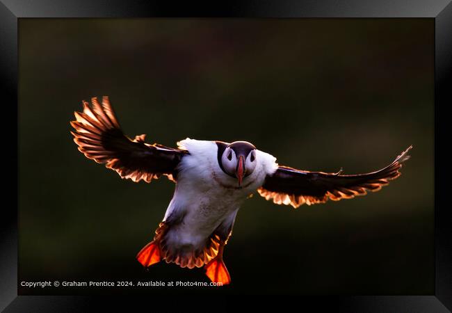 Backlit puffin with outstretched wings Framed Print by Graham Prentice