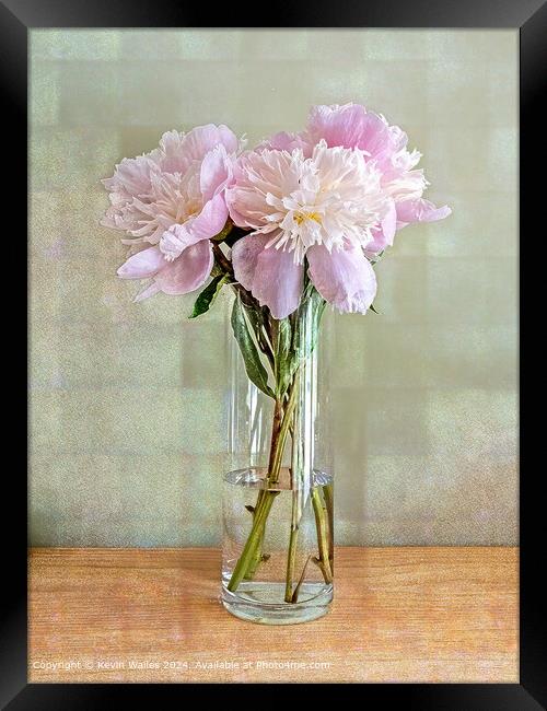 Beautiful peonies Framed Print by Kevin Wailes