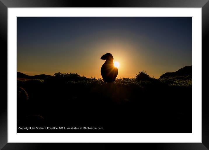 Puffin silhouette at sunrise Framed Mounted Print by Graham Prentice