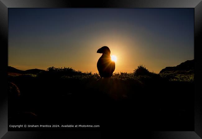 Puffin silhouette at sunrise Framed Print by Graham Prentice