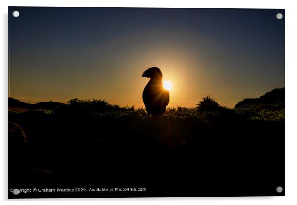 Puffin silhouette at sunrise Acrylic by Graham Prentice