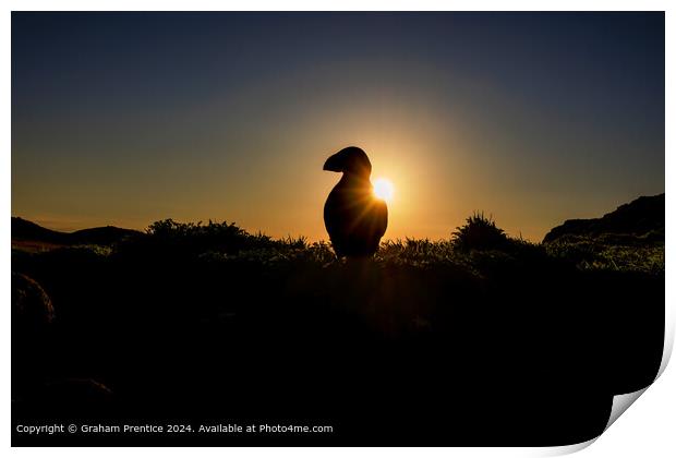 Puffin silhouette at sunrise Print by Graham Prentice