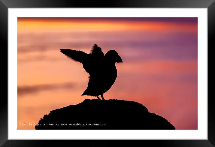 Puffin silhouette Framed Mounted Print by Graham Prentice