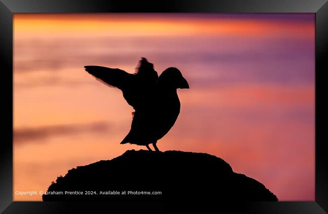Puffin silhouette Framed Print by Graham Prentice