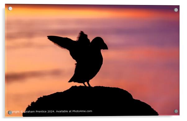 Puffin silhouette Acrylic by Graham Prentice