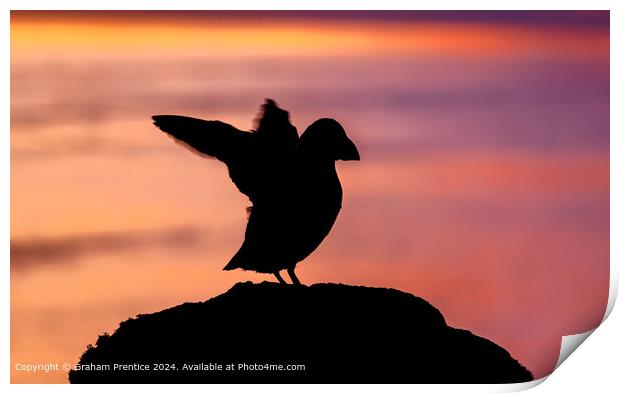 Puffin silhouette Print by Graham Prentice