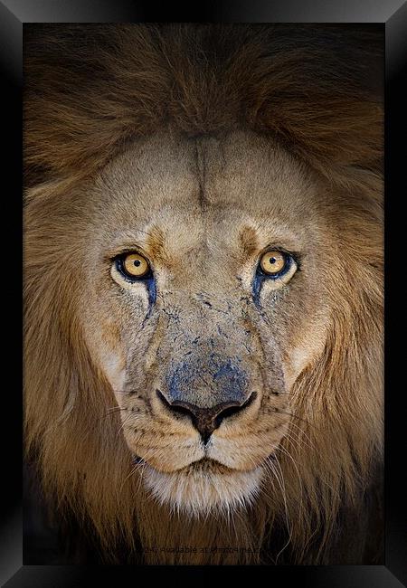 Striking portrait of a male lion Framed Print by Karin Tieche