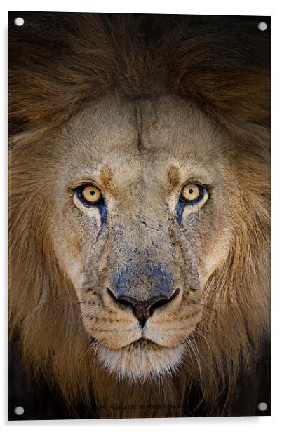 Striking portrait of a male lion Acrylic by Karin Tieche