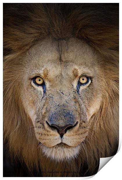 Striking portrait of a male lion Print by Karin Tieche