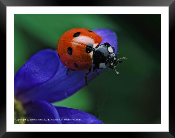 Macro image of Ladybird  Framed Mounted Print by James Peck