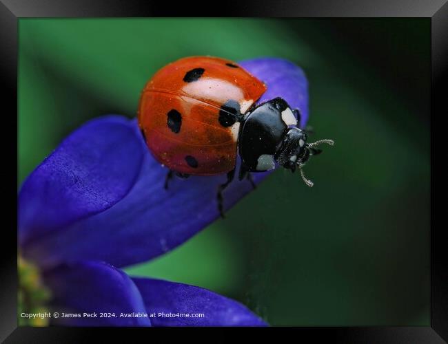 Macro image of Ladybird  Framed Print by James Peck