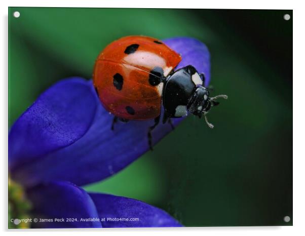 Macro image of Ladybird  Acrylic by James Peck