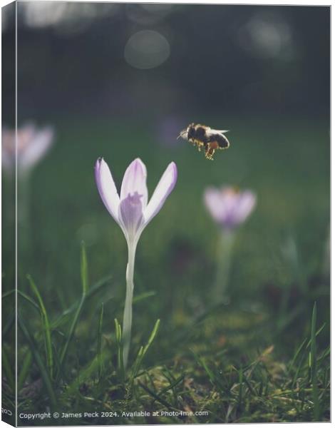 A Crocus in spring with Honey Bee Canvas Print by James Peck