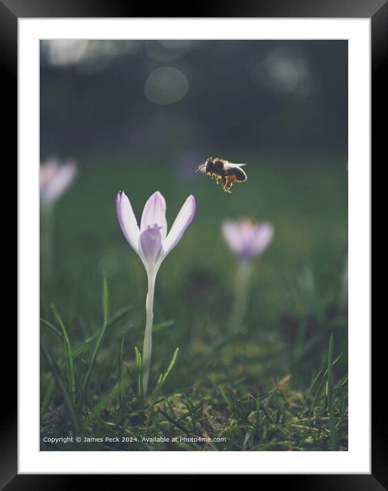 A Crocus in spring with Honey Bee Framed Mounted Print by James Peck