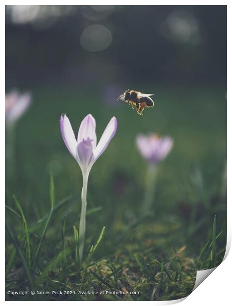 A Crocus in spring with Honey Bee Print by James Peck