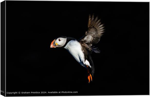 Puffin in flight Canvas Print by Graham Prentice