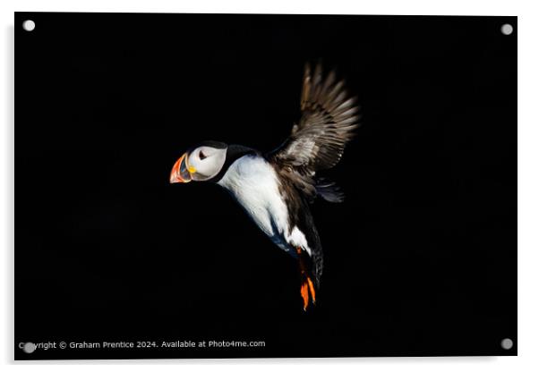 Puffin in flight Acrylic by Graham Prentice