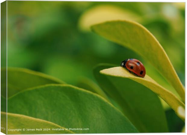 Ladybird at rest on green leaf Canvas Print by James Peck