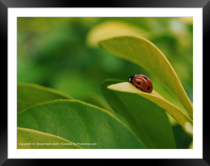 Ladybird at rest on green leaf Framed Mounted Print by James Peck