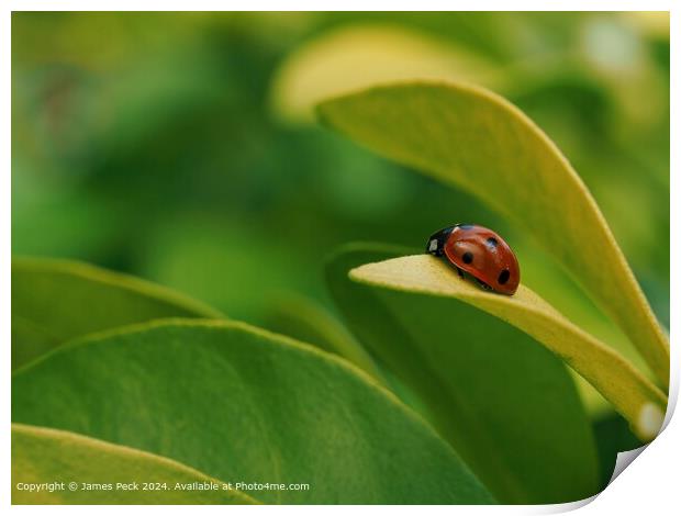 Ladybird at rest on green leaf Print by James Peck
